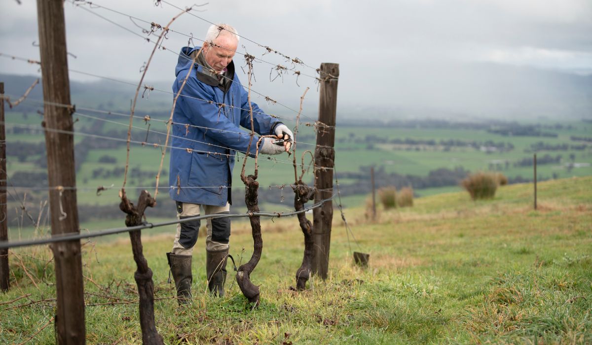 The Fighting Gully vineyard in Beechworth.